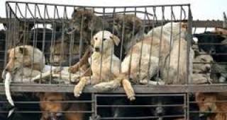 В източнокитайска провинция отмениха осмият традиционен фестивал на кучешкото месо