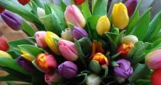 Румъния ще унищожи холандските цветя без документи за транспортиране