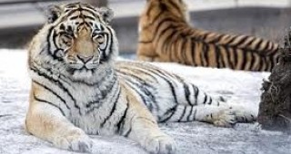 53 сибирски тигри бяха преместени в новия си дом в Североизточен Китай