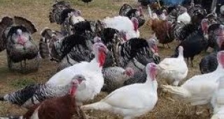 САЩ са внесли жалба срещу Китай в СТО заради високото мито за внос на кокошки и пуйки