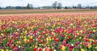 Румънските власти забраниха вноса на цветя от Холандия