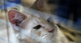 Екзотични котки дефилират в Двореца на културата и спорта във Варна