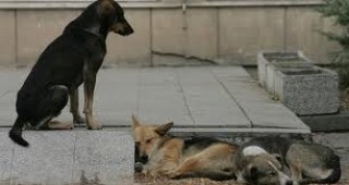 В община Велико Търново започва кампания за кастриране на бездомните кучета