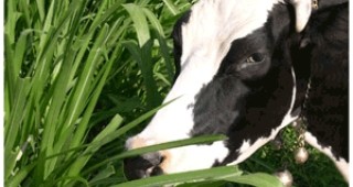 До 13 юни млекопроизводителите ще получават пари по de minimis