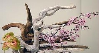 Икебана и бонсай представя изложба-демонстрация