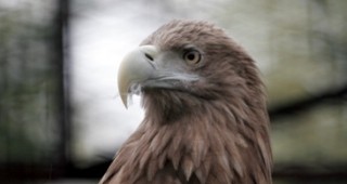 Промяна на европейското законодателство застрашава птиците в ЕС