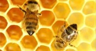 ДФЗ ще изплати 918 489 лева по Националната програма за пчеларство
