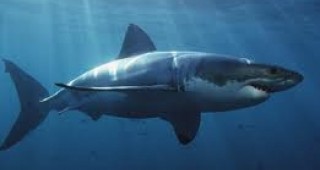 Над три хиляди акули са загинали в бракониерски мрежи край американския щат Тексас