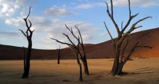 В пустинята Дедвлей в Намибия има акациеви дървета на възраст 900 години