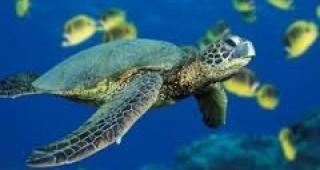Повече от половината видове морски костенурки, заплашени от изчезване, се намират в Индийския океан