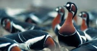 Националният природонаучен музей в София показва застрашените мигриращи птици