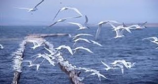 Проект опазва застрашените видове в района на Поморийското езеро