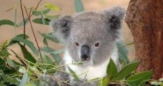 Изследователи разкриха тайната на звуците, издавани от коалите