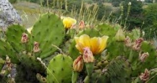 В Креснеското дефиле се срещат диворастящи кактуси