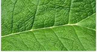 Американски изследователи създадоха изкуствено листо, което извършва фотосинтеза