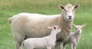 30 породи овце у нас са застрашени от изчезване