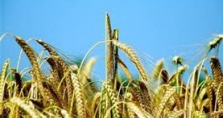 Зърнените култури поевтиняха на стоковите борси в Европа и САЩ