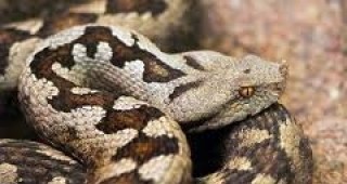 Русенският исторически музей е домакин на две от най-опасните змии в света