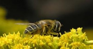 Пчеларите настояват за директни плащания от 15 лева на пчелно семейство
