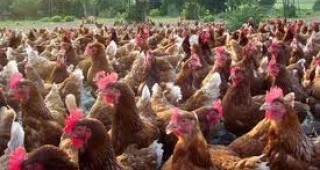 Във Врачанско вземат мерки срещу неразпространението на болестта птичи грип