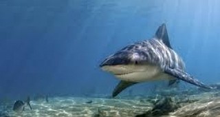 Правителството на Маршаловите острови създаде най-големия резерват за акули