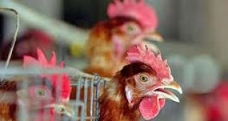 Нови случаи на птичи грип в Източна Азия