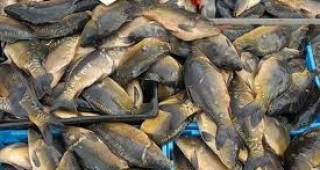 Хванаха нарушител, извършващ незаконна продажба на риба в Силистра