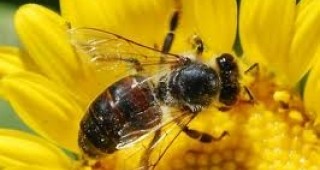 Около 2000 души в Старозагорско са заети в сферата на пчеларството