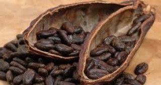 ЕС настоява да се премахне детския труд при производството на какао