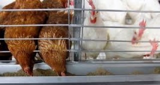 От 2012 г. влиза в сила забраната за отглеждане на кокошки в клетки