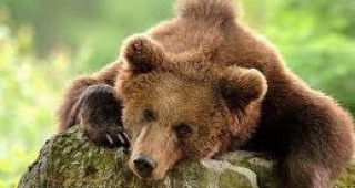 Нападенията на мечки в община Баните са зачестили