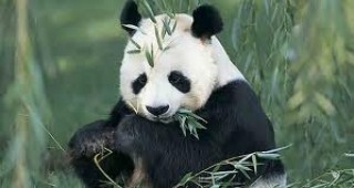 В Китай 12 новородени гигантски панди се срещнаха с публика за първи път