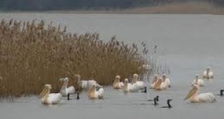 Пристигнаха първите зимуващи птици в Бургаските езера