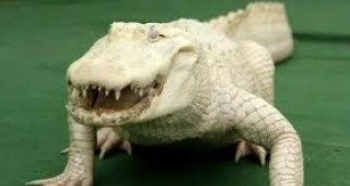 В САЩ показват рядък алигатор-албинос