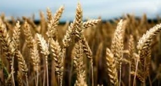 Близо 3000 декара с пшеница ще бъдат засети през тази година в Гоце Делчев