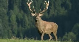 България остава предпочитана дестинация за лов на благородни елени