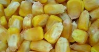 Украйна отмени износните мита на пшеницата и царевицата до 1 януари 2012 г.