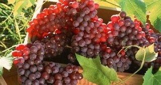 Начини на съхраняване на десертно грозде