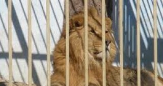 Финансовата криза остави варненската зоологическа градина без осиновители