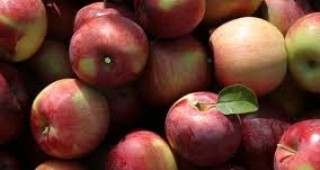Яденето на ябълки се оказва четири пъти по-вредно за зъбите от газираните напитки