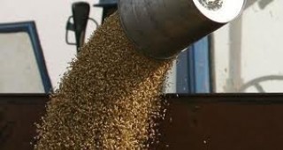 Производството и търговията със зърнени култури - рисков бранш в Ямболско