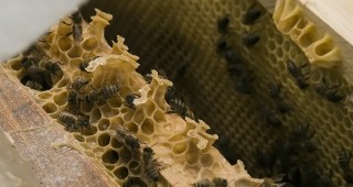 Пчелните семейства в Бургаска област са над 70 000
