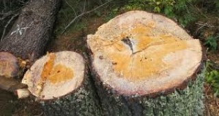 От началото на септември са конфискувани над 200 куб. метра нелегална дървесина