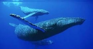 Вкаменелости от кит на възраст 49 милиона години са били открити в Антарктика