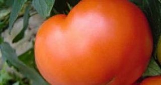 В домашна градина в Банско отгледаха домати-гиганти
