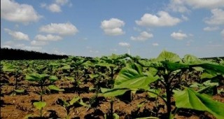 Инвестицията в земеделска земя в Добруджа се връща за 10 години