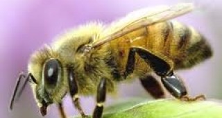 БАБХ е поканена да участва в проект за надзор на загубата на пчелни семейства