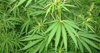 50% от гражданите на САЩ подкрепят легализирането на марихуаната
