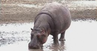 Един от най-старите хипопотами в света почина в руски зоопарк