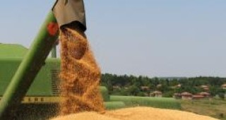 Цената на пшеницата падна до 235 лв./т, оферти няма